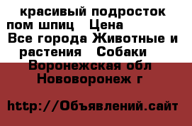 красивый подросток пом шпиц › Цена ­ 30 000 - Все города Животные и растения » Собаки   . Воронежская обл.,Нововоронеж г.